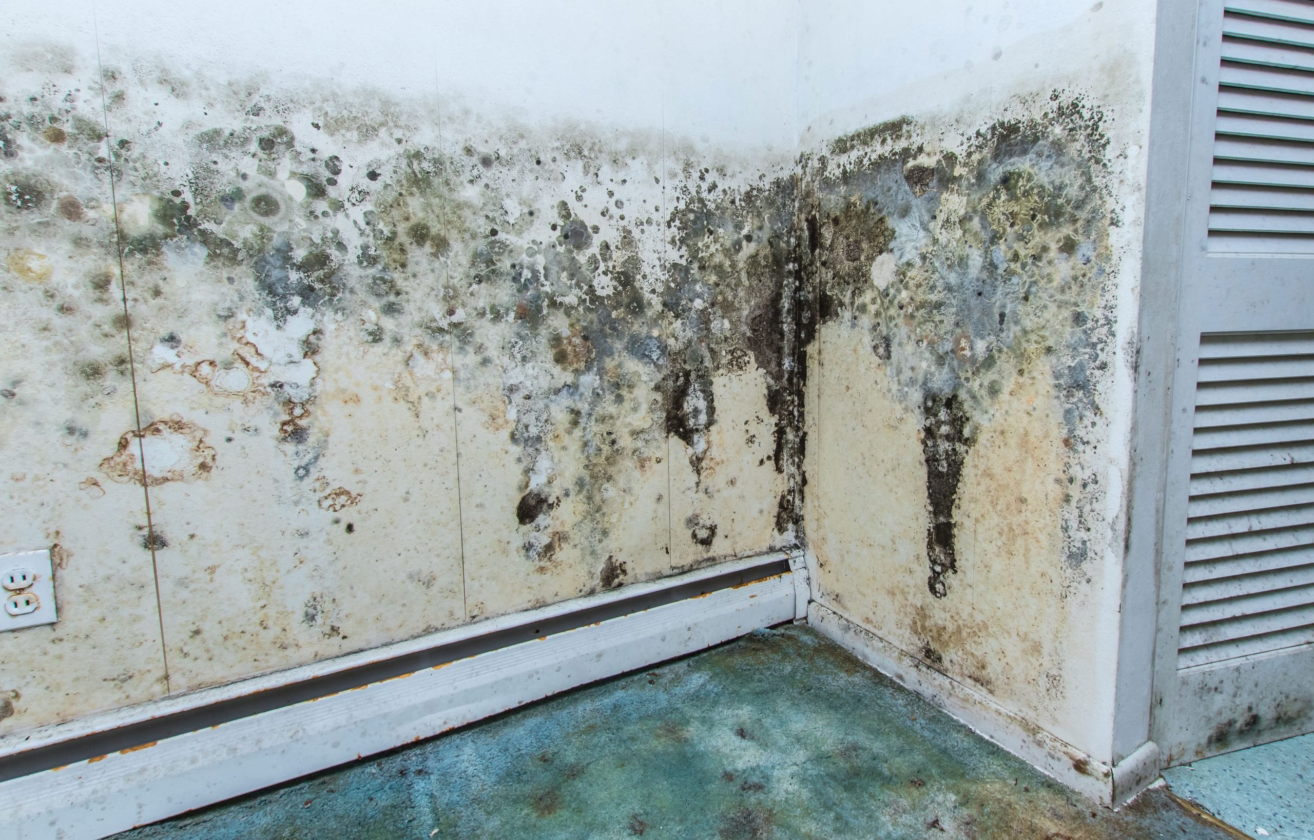 residential mold removal experts in Anderson